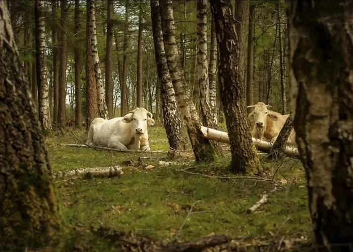 Διαμέρισμα Cozy Tiny In Oisterwijkse Bossen & Vennen
