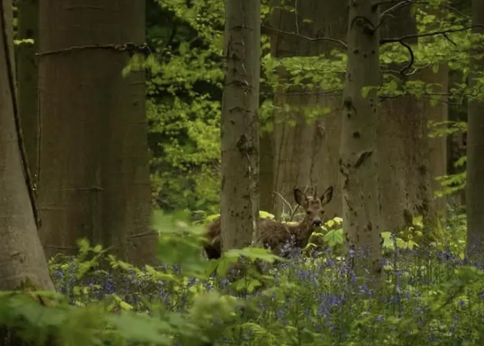 Cozy Tiny In Oisterwijkse Bossen & Vennen Διαμέρισμα *