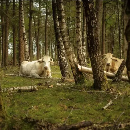 Apartmán Cozy Tiny In Oisterwijkse Bossen & Vennen